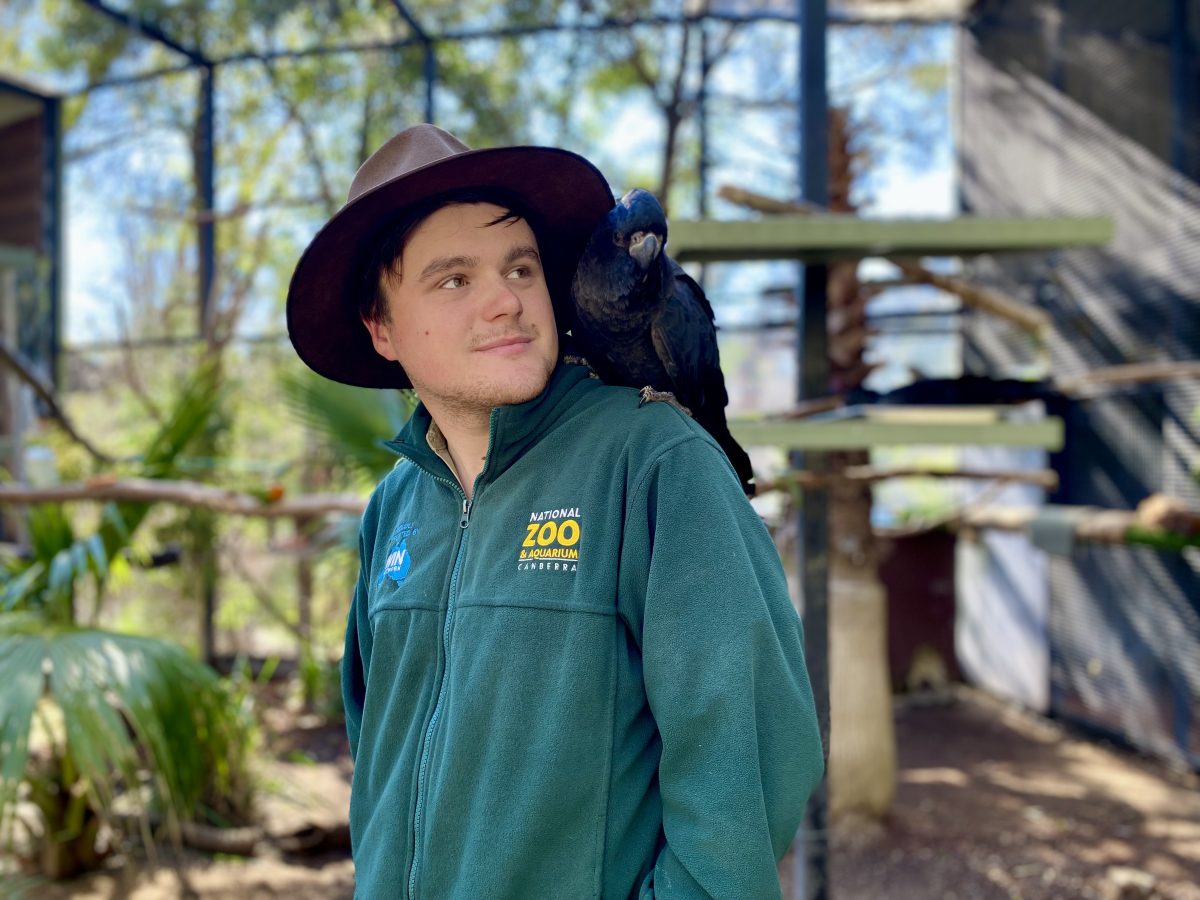 Red-tailed Black Cockatoo perched on zookeeper Joshua Foster's shoulder