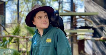 WATCH: Red-tailed black cockatoos take flight in National Zoo's educational programs