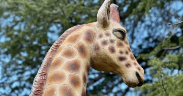 Why there’s a giraffe living its best life in this Canberra suburb