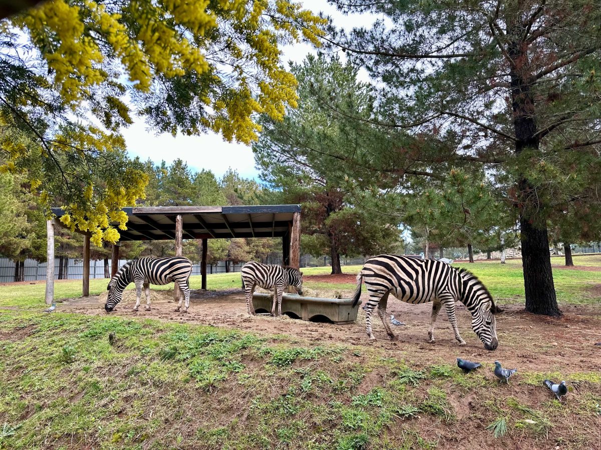 Zebras