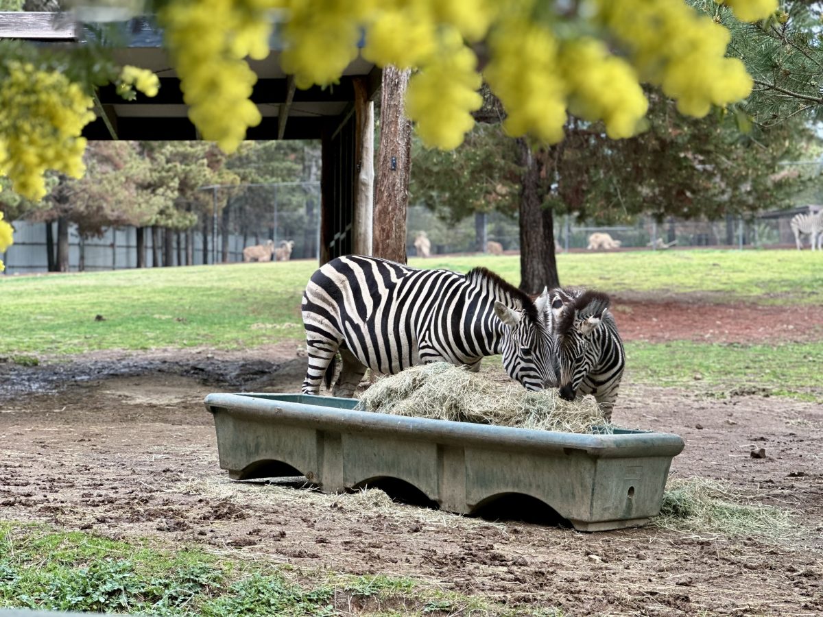 Zebras