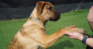 RSPCA ACT’s Pets of the Week: Ziggy and Buddy