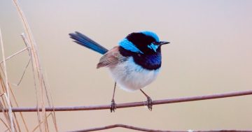 Superb fairywrens suffer huge population losses over winter