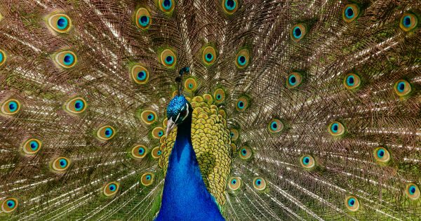 Ruffled feathers: Peacocks turn heads in Batemans Bay