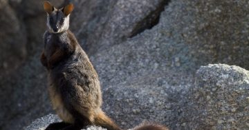 New home, new hope for survival as at-risk wallabies welcomed at ACT haven
