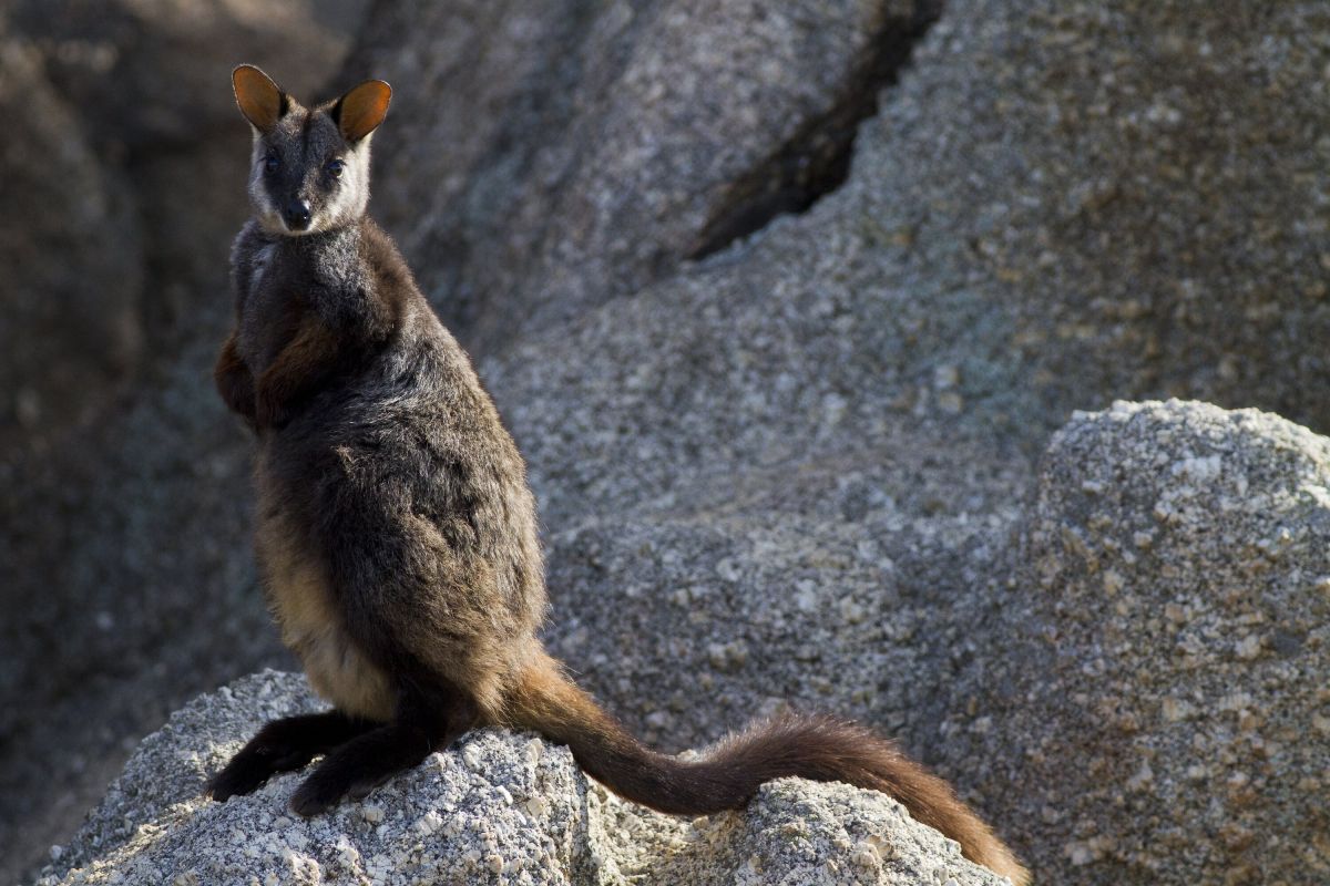 Brush-tailed Rock-wallaby