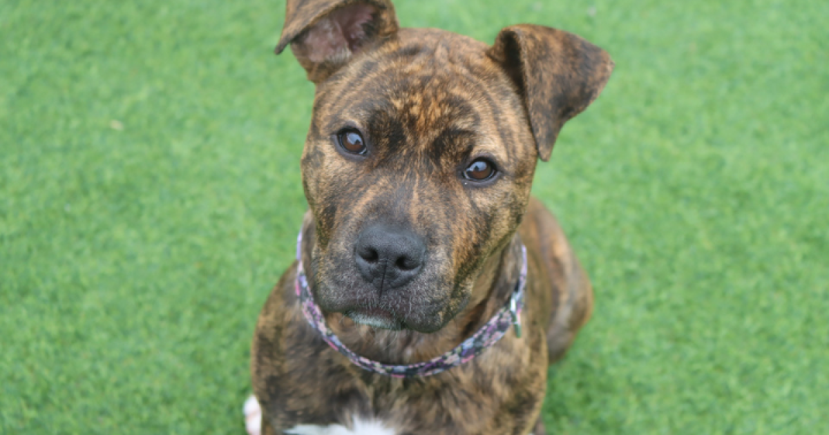 Pets of the Week: Haddie and Twirl | Region Canberra Pets of the Week: Haddie and Twirl | Region Canberra