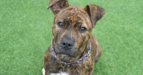 Pets of the Week: Haddie and Twirl