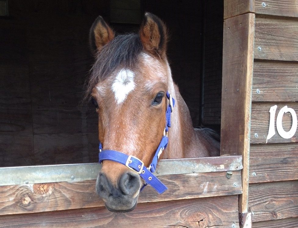 pony looking out from stable stall