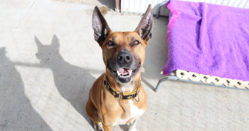 Pets of the Week: Leeroy and Gadget