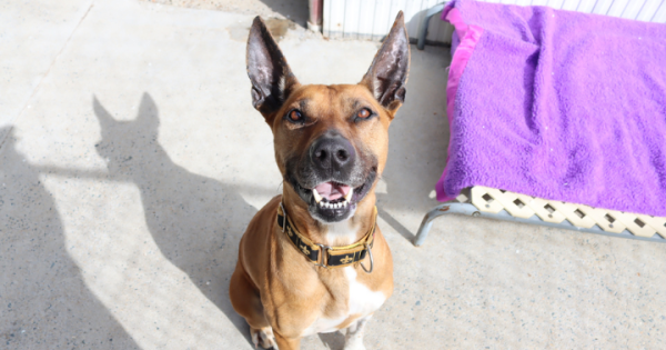 Pets of the Week: Leeroy and Gadget