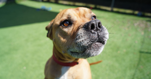 Pets of the Week: Porcupine and Bruce