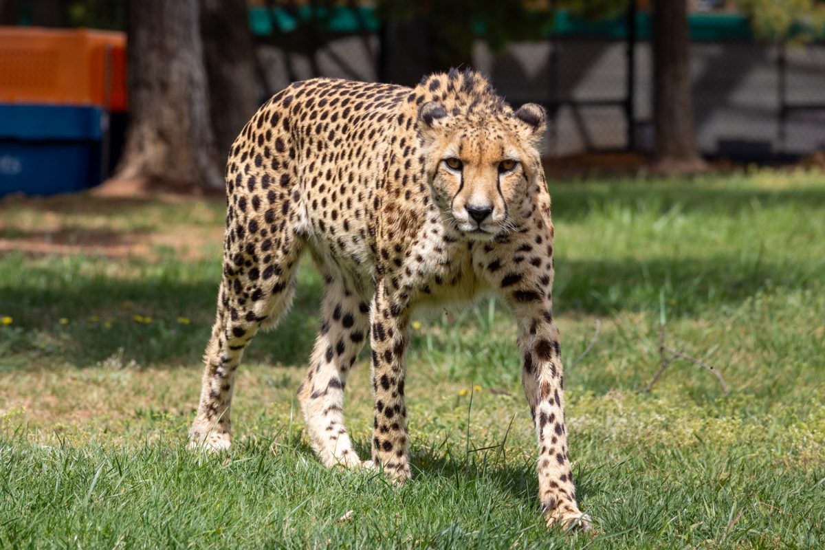 cheetah