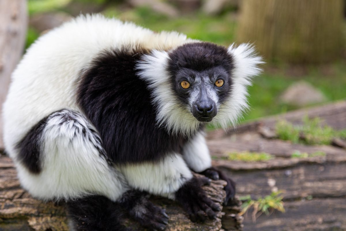 Black and white ruffed lemur