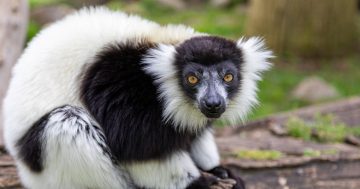 Move over King Julian, Polo and his sons captured our hearts on World Lemur Day