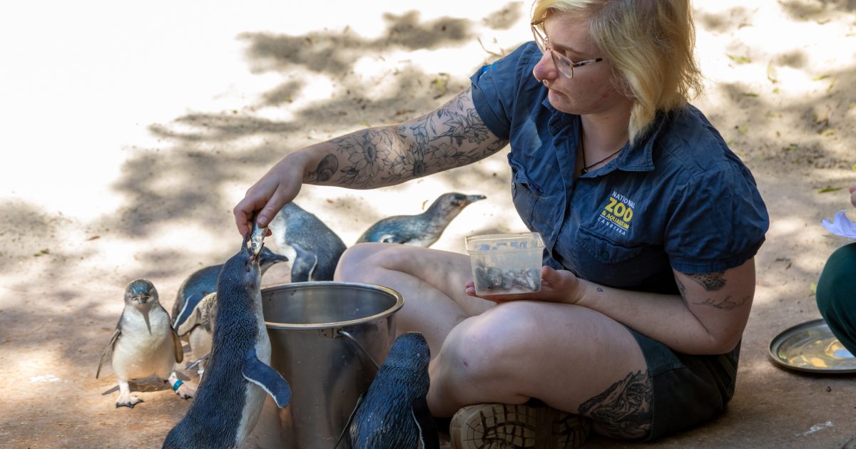 More than poop and hugs: see what it takes to be a zookeeper | Region Canberra More than poop and hugs: see what it takes to be a zookeeper | Region Canberra