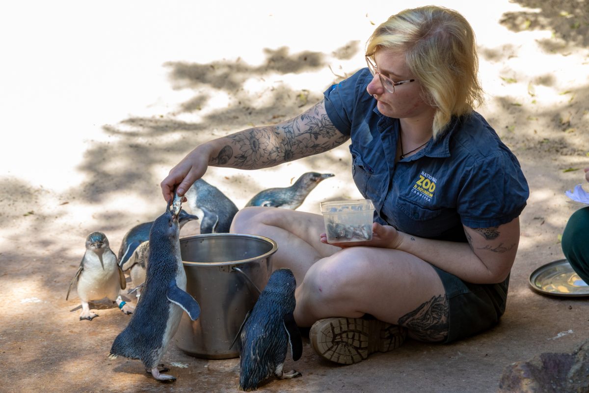 zookeeper feeding penguins