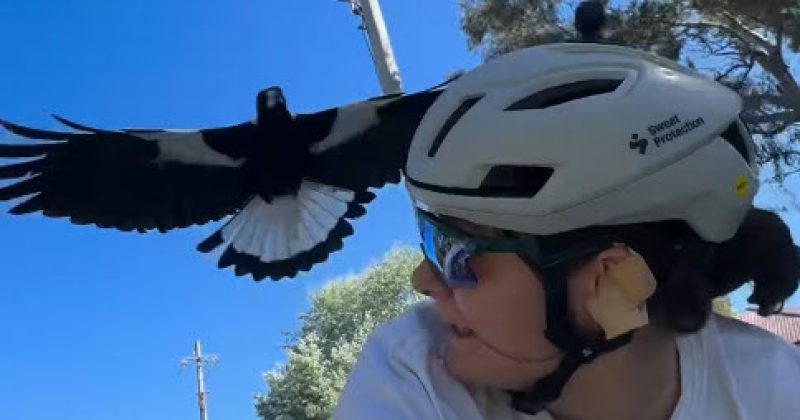 The Canberra cyclist putting her ears on the line to test your magpie myths