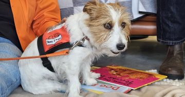Story Dogs bring paw-sitivity to kids who find reading ruff
