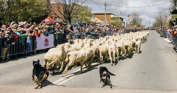 Boorowa bursts into life with a touch of the Irish this weekend