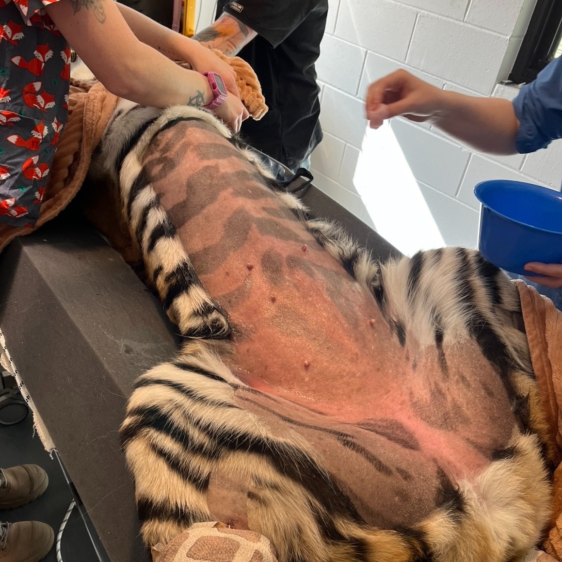 A tiger with a shaved stomach