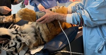 How do you treat a tiger with a tummy ache? Very carefully ...