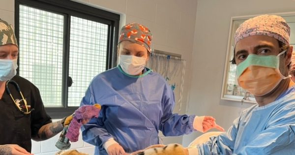 How do you treat a tiger with a tummy ache? Very carefully ...