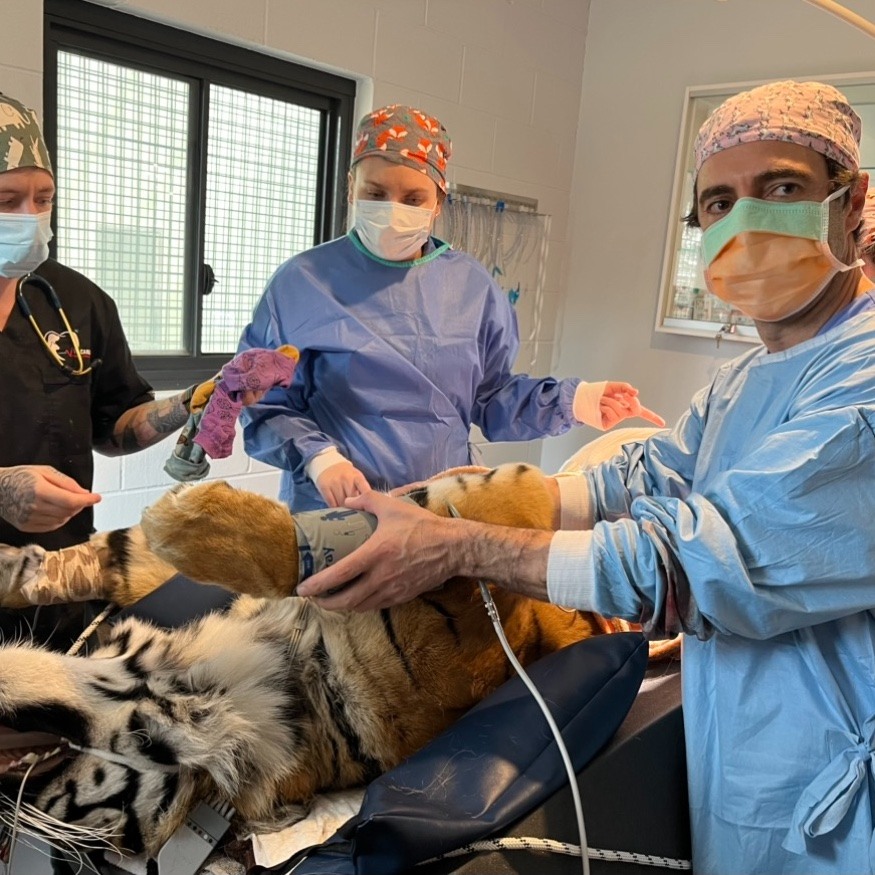 Three vets standing around an unconscious tiger