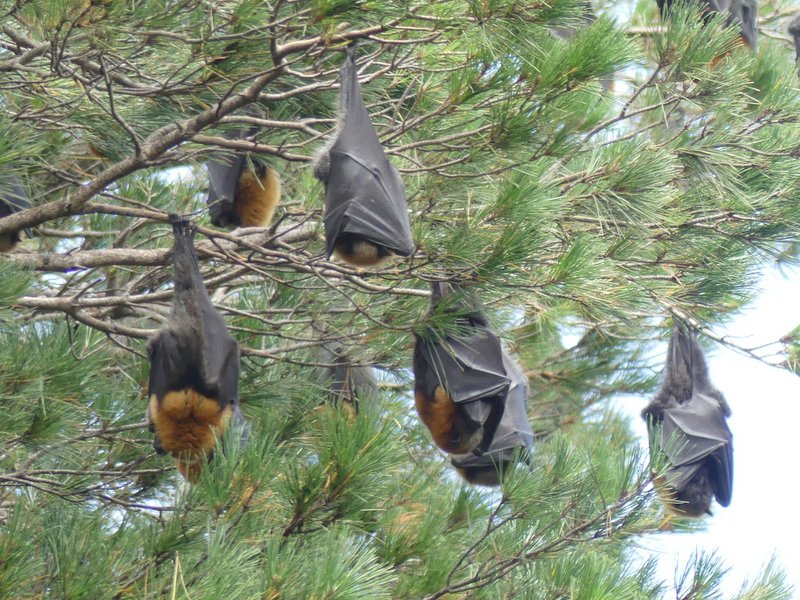 A small section of the Regatta Point Grey-headed-Fruit-Bat-colony-hanging-upside-down wrapped in their wings