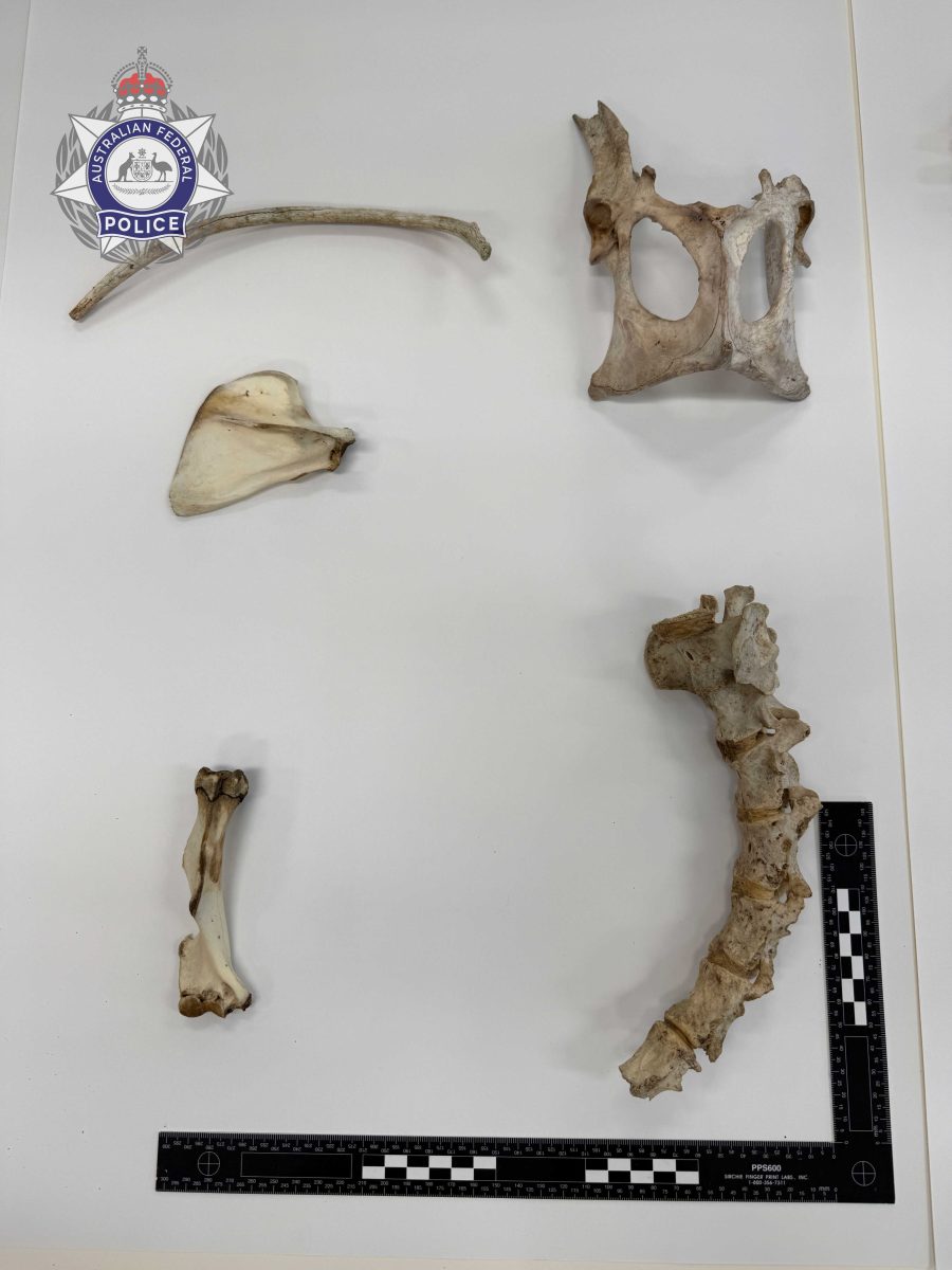 Kangaroo bones