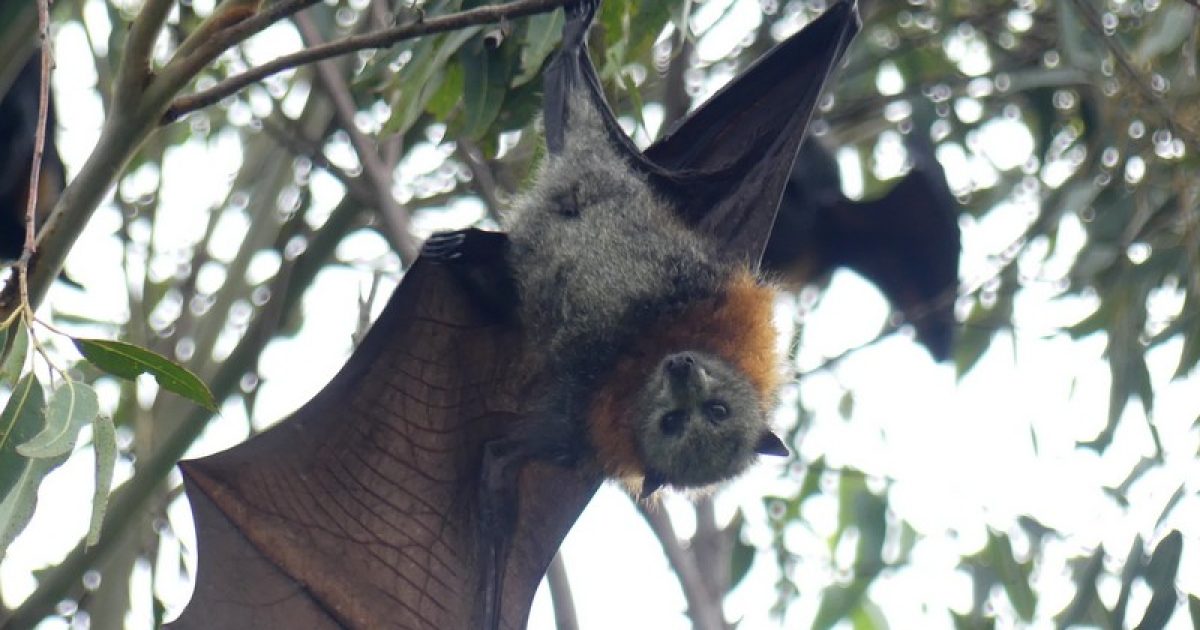 Why it’s good to be driven a little batty | Region Canberra