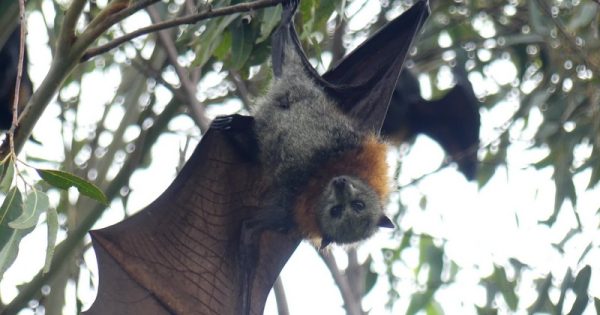 Why it's good to be driven a little batty