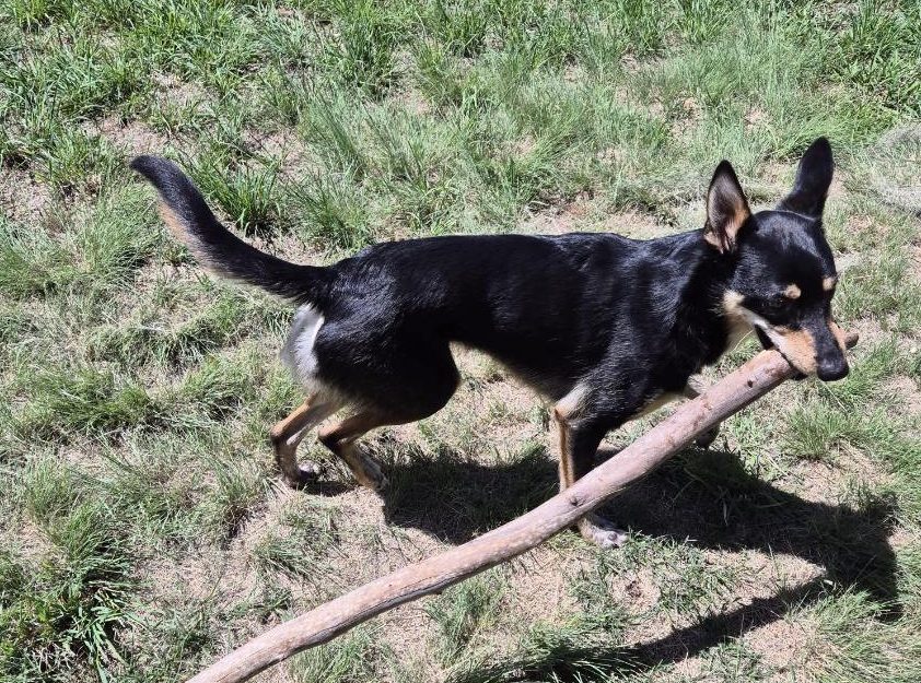 A dog carrying a stick in his mouth