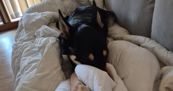 Warning signs installed after dog dies from ingesting blue-green algae in Lake Ginninderra