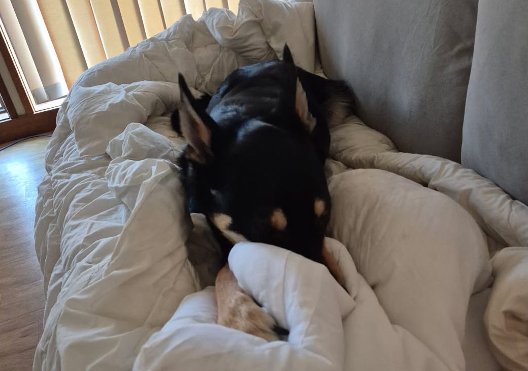 A dog lying on a blanket