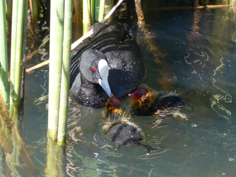 Coot feeding two colourful chicks