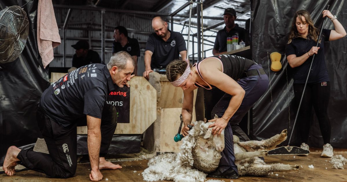 Yass woman shears 500 sheep to enter history books with second world record | Region Canberra