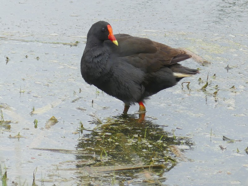 Dusky Moorhen showing its dusky colouring and distinctive yellow-tipped bill