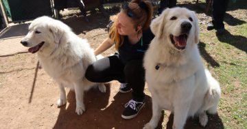 RSPCA ACT’s Pets of the Week: Frankie and Johnny