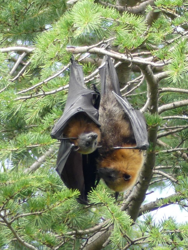 Grey-headed Fruit Bat mother and baby having a rare quiet moment at the Regatta Point colony