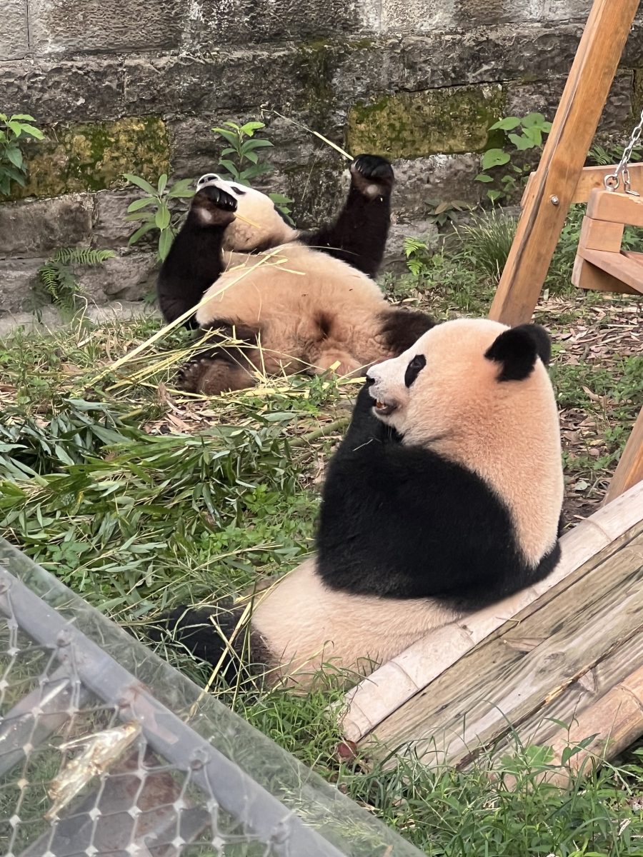 Pandas in Chongqing Zoo