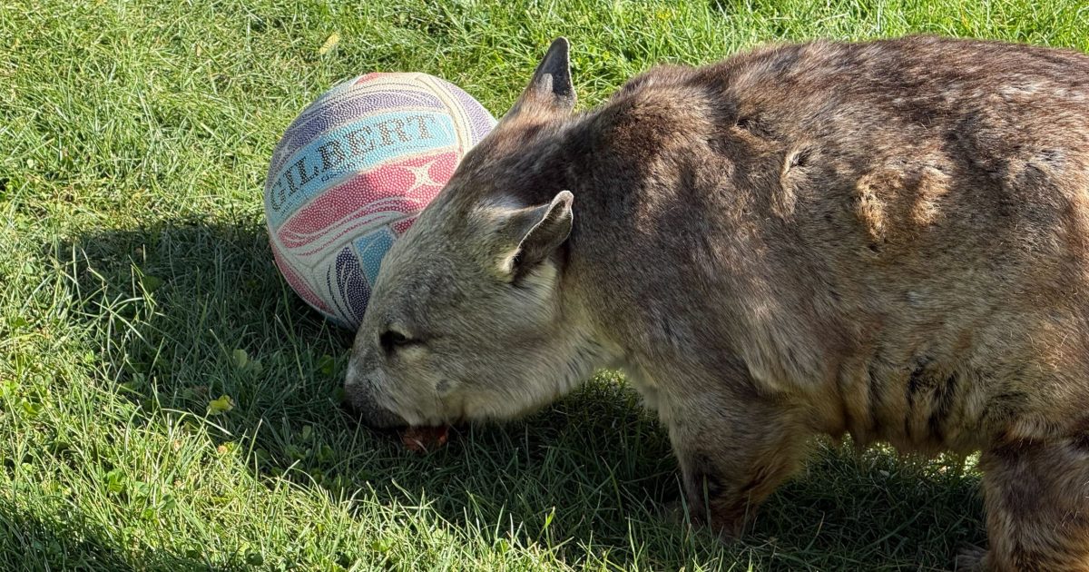 National Zoo celebrates Wombat Day with Poppy leading the way | Region Canberra National Zoo celebrates Wombat Day with Poppy leading the way | Region Canberra