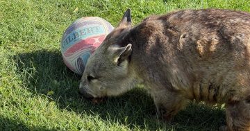 National Zoo celebrates Wombat Day with Poppy leading the way