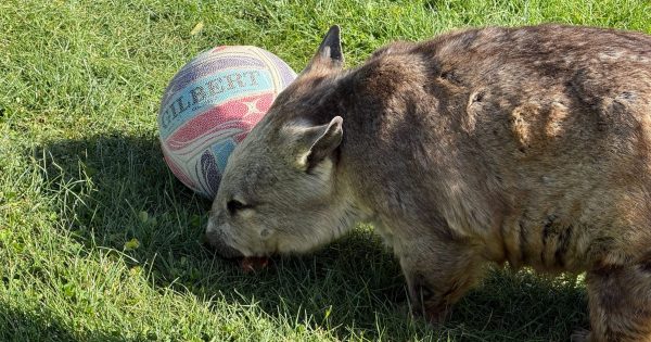 National Zoo celebrates Wombat Day with Poppy leading the way