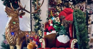 Sleigh the season at Canberra’s hidden Christmas gem