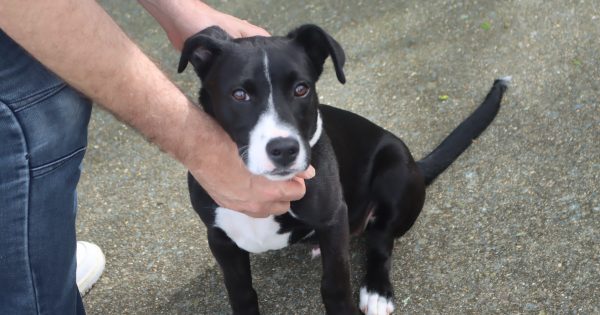 Pets of the Week: Lachie and Bastet