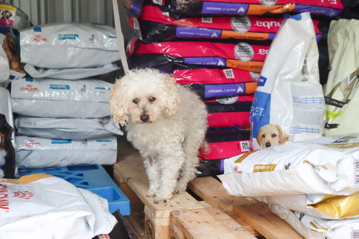 A fluffy white dog surrounded by piles of bags of pet food