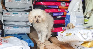 Pantry plan helps cash-strapped pet owners feed their furry family