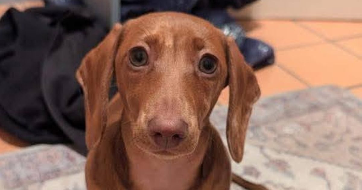 Second dog dies after walk at Lake Ginninderra – could the government be doing more protect our pets? | Region Canberra