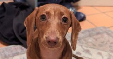 Second dog dies after walk at Lake Ginninderra - could the government be doing more protect our pets?